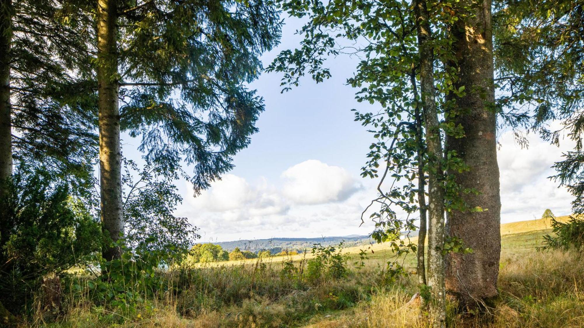 Das Schneiderhaus Höchenschwand Buitenkant foto